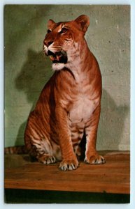 SALT LAKE CITY, UT ~ Hogle Zoological Garden SHASTA Liger Died 1972 Postcard