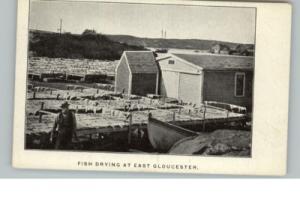 GLOUCESTER MA Fish Drying c1905 Postcard