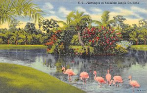 Flamingos in Jungle Garden Sarasota FL Postcard