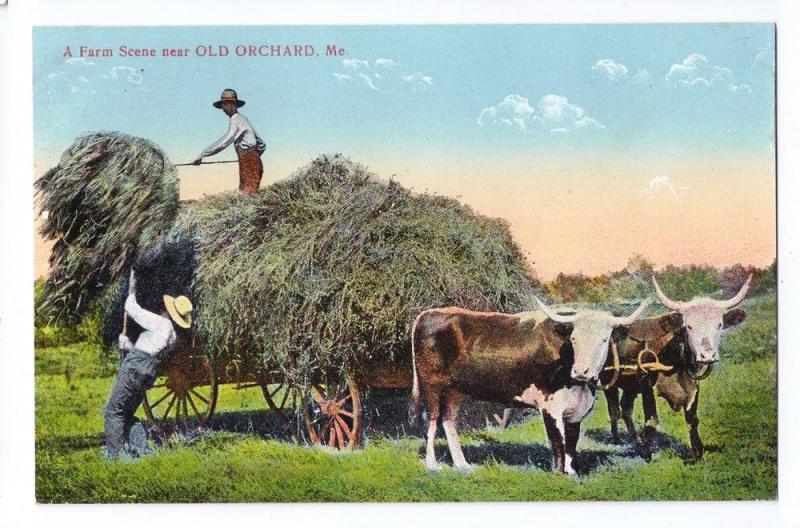 Old Orchard ME Postcard Farm Scene Hay Wagon Steer ca 1910 