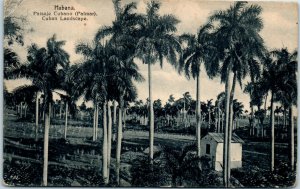1924 Cuban Landscape Havana Cuba Postcard