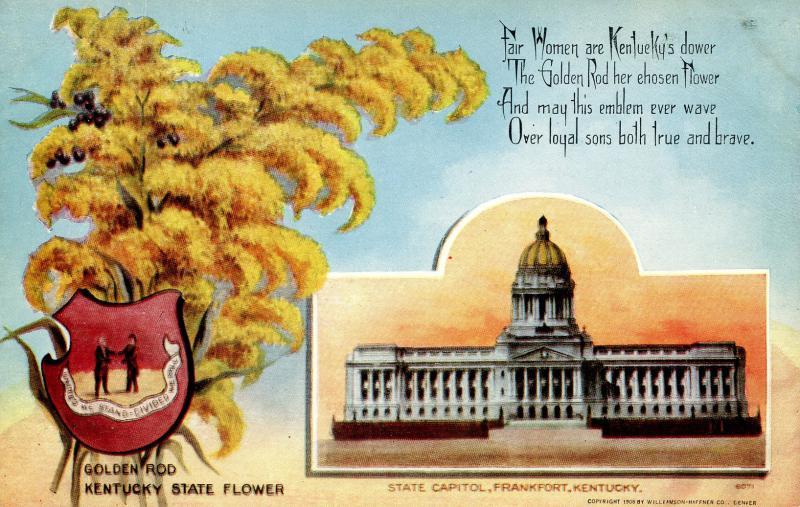 State Flower & Capitol - Kentucky, Golden Rod