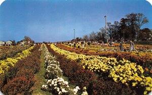 Mums by Paschke Chrysanthemum Flower Nursery North East Pennsylvania postcard