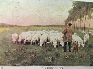 Postcard   The Sheep Pasture      1911          U7