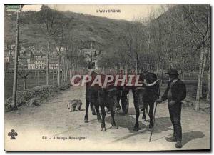 Postcard Old Hitch Auvergne Oxen