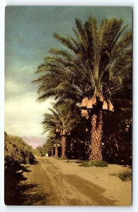 1950s COACHELLA VALLEY CALIFORNIA DATES PALMS UNION 76 GASOLINE AD POSTCARD P214