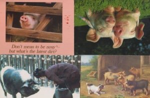 4x Pig Farm Farming incl Guiness Book Of Records Message Postcard s