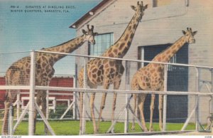 SARASOTA , Florida , 1930-40s ; Circus Giraffes