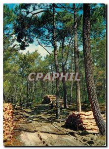 Postcard Modern Colors and Light of France Under pine wood near the Ocean