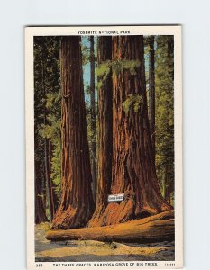Postcard Three Graces Mariposa Grove Of Big Trees Yosemite National Park CA USA