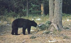 Bear, Black and Brown Bear Unused 