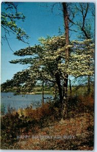 M-80816 Happy Birthday from Rudy Dogwood tree as seen in the Dogwood Trail Ea...