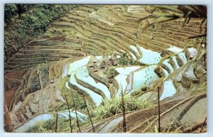 PHILIPPINES Ifugao Village in BANAUE Mt. Province Rice Fields Postcard