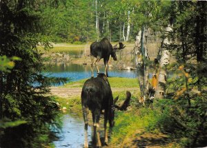 US40 postcard animal ZOO St-Felicien Quebec Canada Orignaux moose