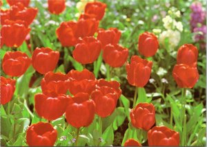 postcard flowers - Tulips in Springtime at Corbett Gardens, Australia