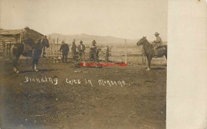 MT, Montana, RPPC, Cowboys Branding Colts, Horses, Farm, Photo