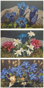 Lot of 3 postcards Alpine flora gentian flowers Switzerland