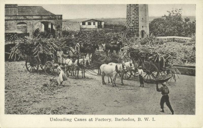 Barbados, B.W.I., Unloading Canes at Factory, Horse Cart (1930s)