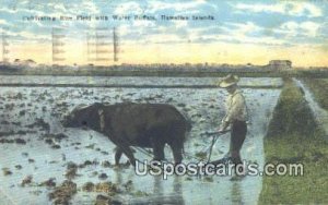 Cultivating Rice Field, Water Buffalo - Hawaiian Islands s, Hawaii HI  