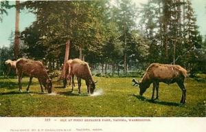 WA, Tacoma, Washington, Point Defiance Park, Elk, E.P. Charlton No. 519