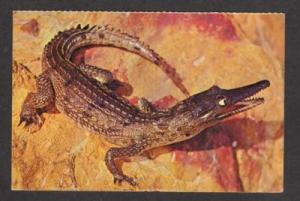 MA Crocodile Franklin Zoo BOSTON MASSACHUSETTS Postcard