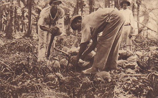 Trinidad Natives Husking Coconuts