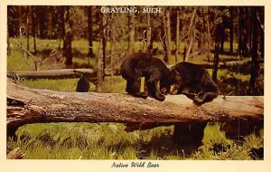 Native Wild Bears  Grayling MI 