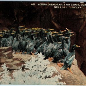 1915 Panama Pacific Expo San Diego, CA Young Cormorants Coronado Islands A170