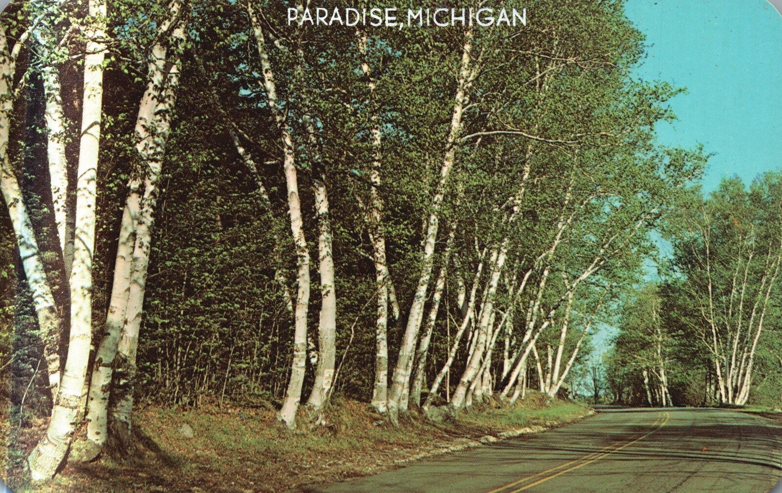 Vintage Postcard Beautiful White Birches Roadway Scene Forest Paradise