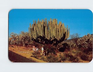 Postcard Organ Pipe Cactus, Mexico