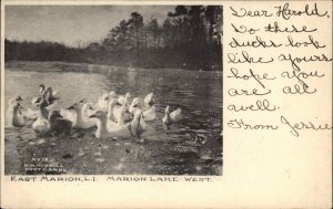 East Marion Long Island New York NY Marion Lake Ducks Vintage Postcard