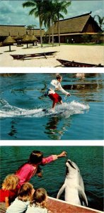 3~Postcards Orlando FL Florida SEA WORLD Hawaiian Village~Riding/Feeding Dolphin