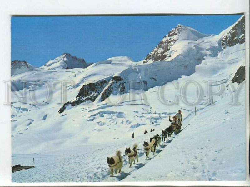 464387 Switzerland mountaineering team with dogs huskies and sled postcard