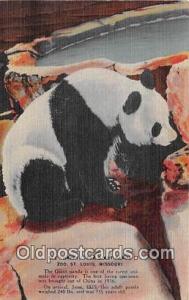 Giant Panda Zoo St Louis, Missouri, USA  Bear Postcard