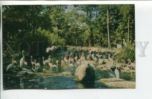 456835 USSR 1970 year CUBA Havana zoo flamingo postcard