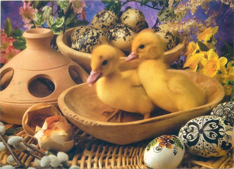 Postcard Easter greetings ducks paint decorated eggs