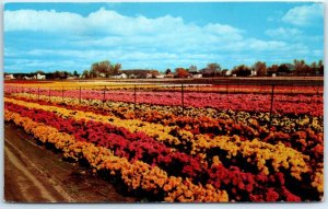 M-46772 Jackson and Perkins Chrysanthemum Fields Newark New York