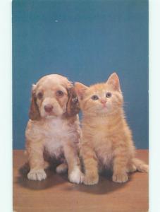 Unused Pre-1980 CUTE PUPPY DOG SITS WITH LITTLE KITTEN CAT k8401