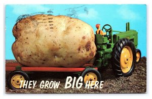 They Grow BIG Here c1970 Postcard Oregon Potatoes