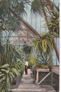 Illinois Chicago Conservatory Interior In Garfield Park 1909