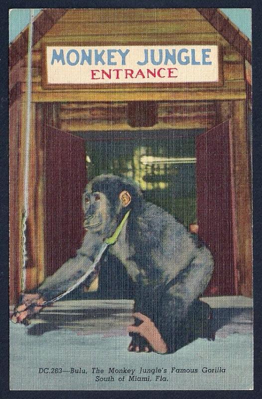 Bulu the Monkey Jungle entrance Miami FL unused c1950