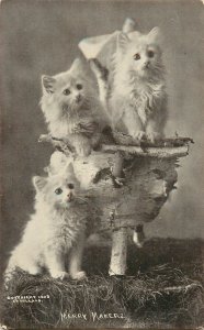 Cute Kitty Postcard White Long Hair Kittens Merry Makerz Bullard MT Sheahan