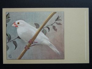 Bird Theme WHITE RICE BIRD c1950s Postcard by P. Sluis Series 6 No.63