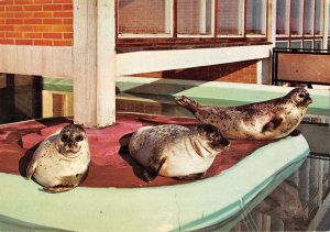 US4232 Germany Helgoland Seehunde im Aquarium Postcard