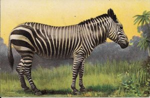 Zebra Portrait 1910-18 African Animals