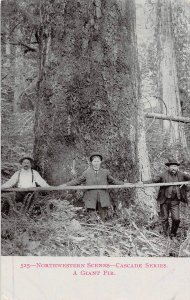 Giant Fir Tree Logging Lumber Pacific Northwest 1910c postcard