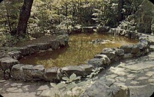 Lily Pool - Orkney Springs, Virginia