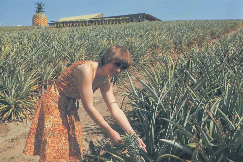 Pineapple Plantation Queensland Australia Postcard