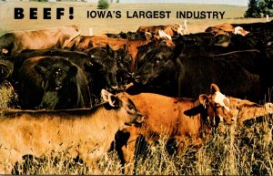 Cows Beef Iowa's Largest Industry