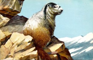 Hoary Mermot Painted By Maynard Reece 1966